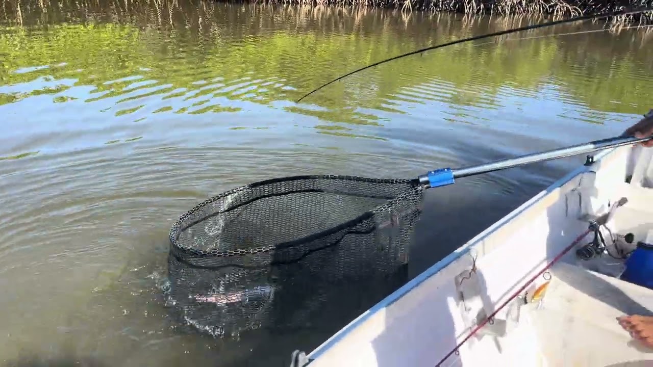 Première vieille de palétuvier 🐠 dans la mangrove 💦