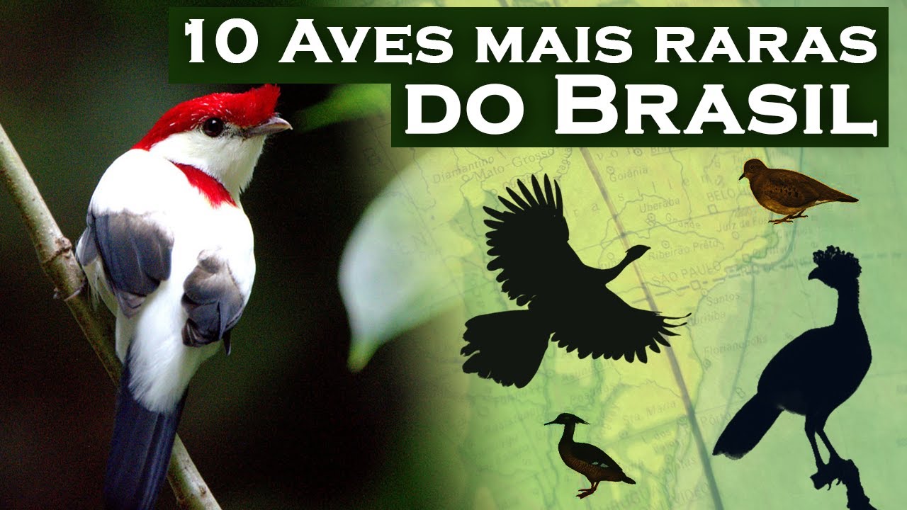 10 AVES MAIS RARAS DO BRASIL - Aves end&ecirc;micas extremamente raras, que ainda existem na natureza!