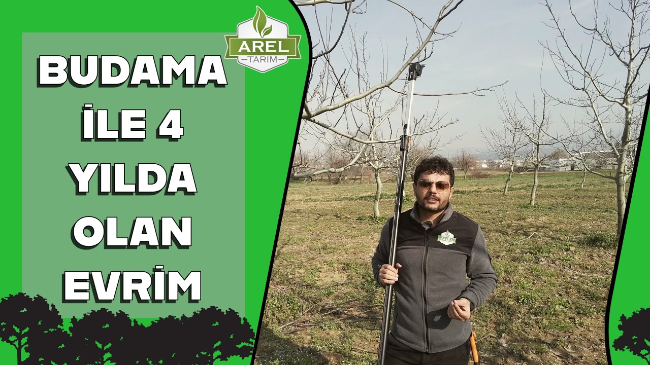 Verimsiz Ceviz Ağacının Doğru Budama İle Geçirdiği Evrim