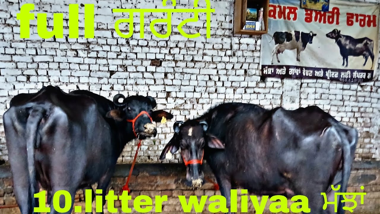 Contact,,8146836784,  ,,9888106784 #cow#baffalo #farming #dairyfarm#bull  #bullfarm #farm #animals 