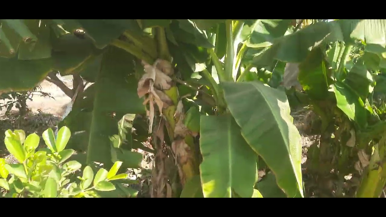 My Farm