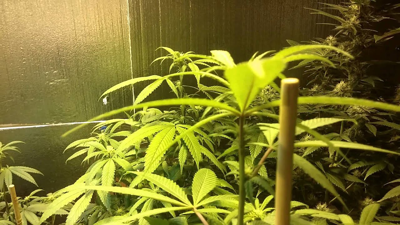Liltomatoconcepts black diamond v2 + 600hps