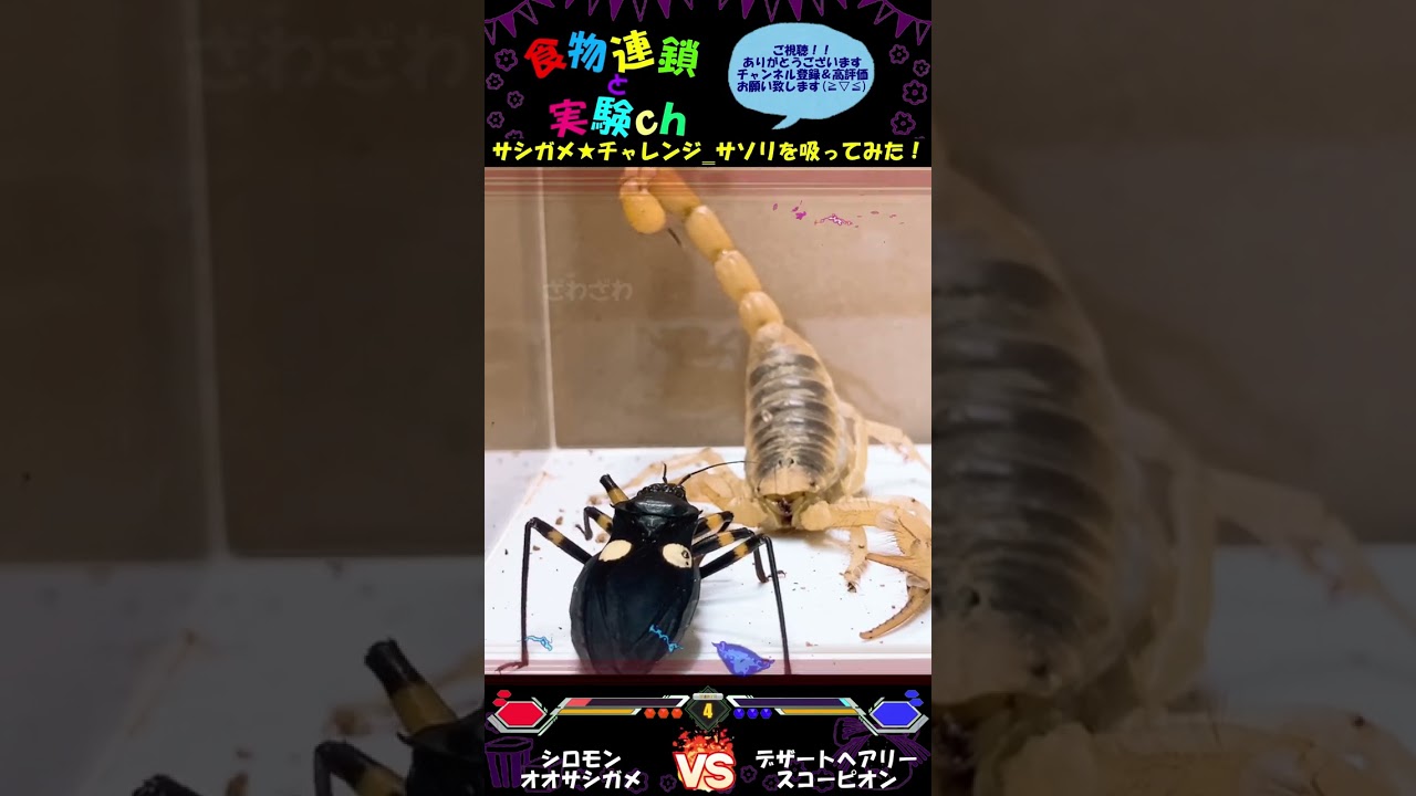 【閲覧注意】サシガメ★チャレンジ！！サソリを吸ってみた…Σ(･ω･ﾉ)ﾉ！　⚔シロモンオオサシガメｖｓデザートヘアリースコーピオン⚔　＜生物観察　昆虫バトル　捕食　給餌　飼育　奇蟲＞
