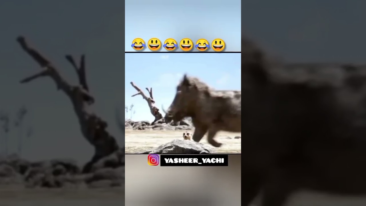 Beary Comedy