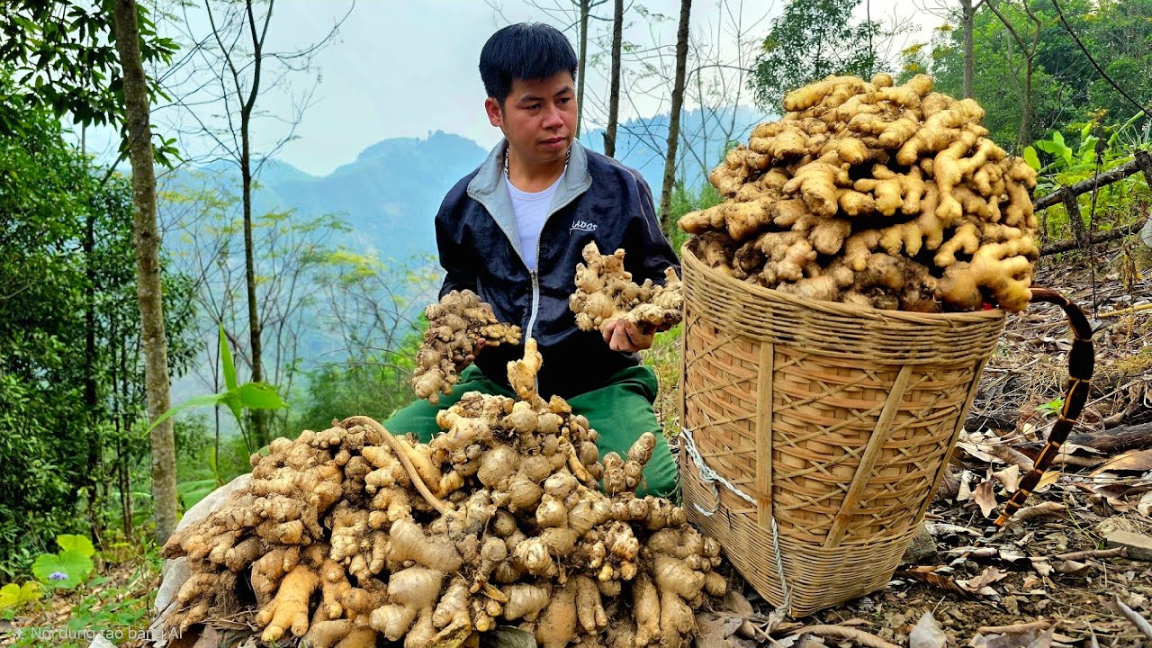Leaving the city for the countryside:Amazed by a huge ginger harvest that exceeded all expectations.