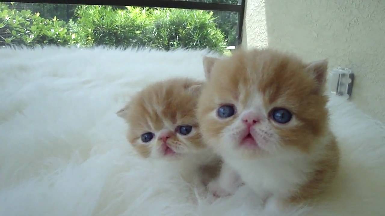 Red and White Short Hair Exotic Kittens by Belcherpurrs.com