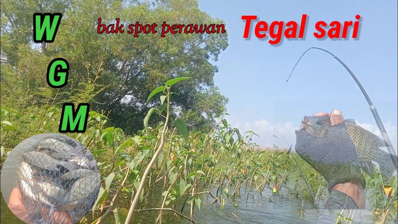 Spot jarang terjamah Waduk Gajah Mungkur ❗#wgmterbaru #fishing