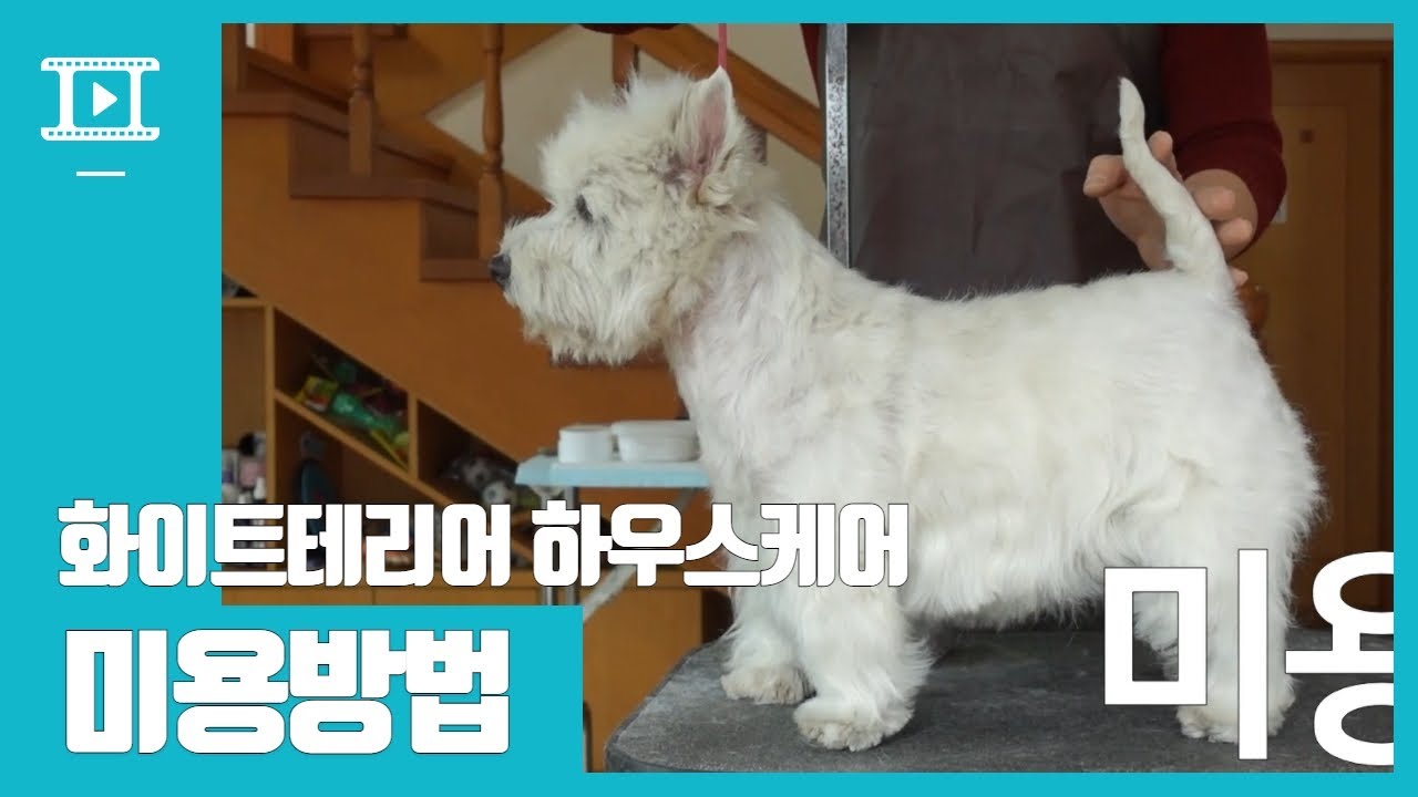 화이트테리어 웨스티 건강미용관리 정석 풀버젼 따라하기