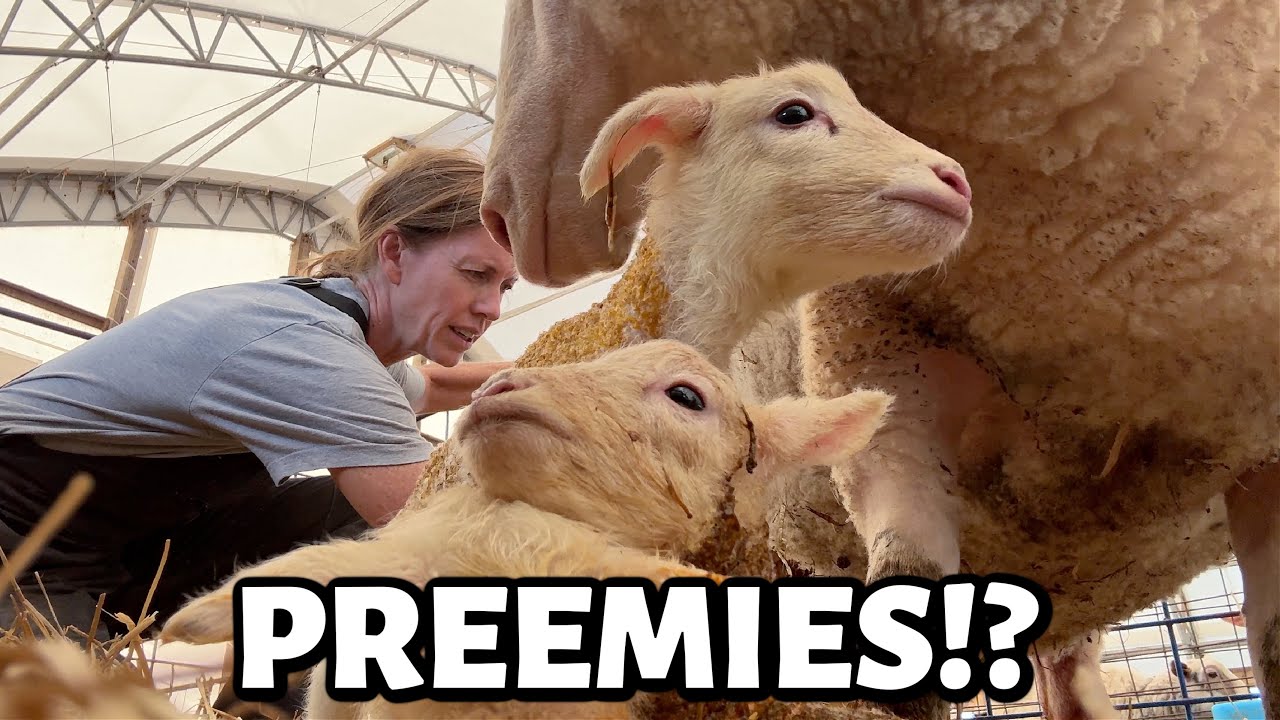 An unexpected EARLY surprise! ~ Summer Lambing 2025