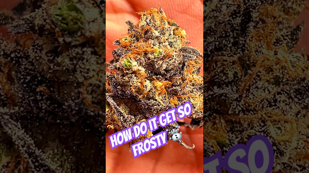 The strain that made 1,000,000$ -cannabis (WinterRuntz) #gromies #love #frosty #cannabiseducation