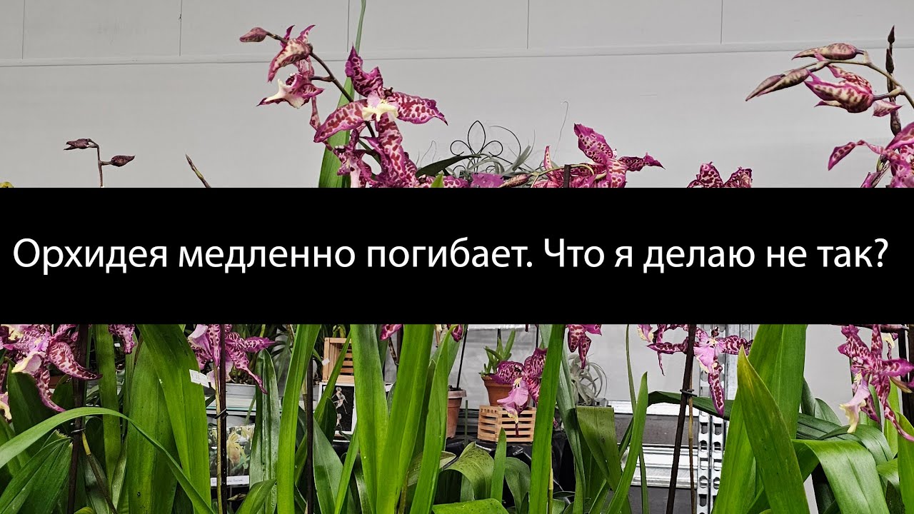Орхидея не развивается и медленно погибает. Что могло пойти не так? #орхидеи #реанимацияорхидей
