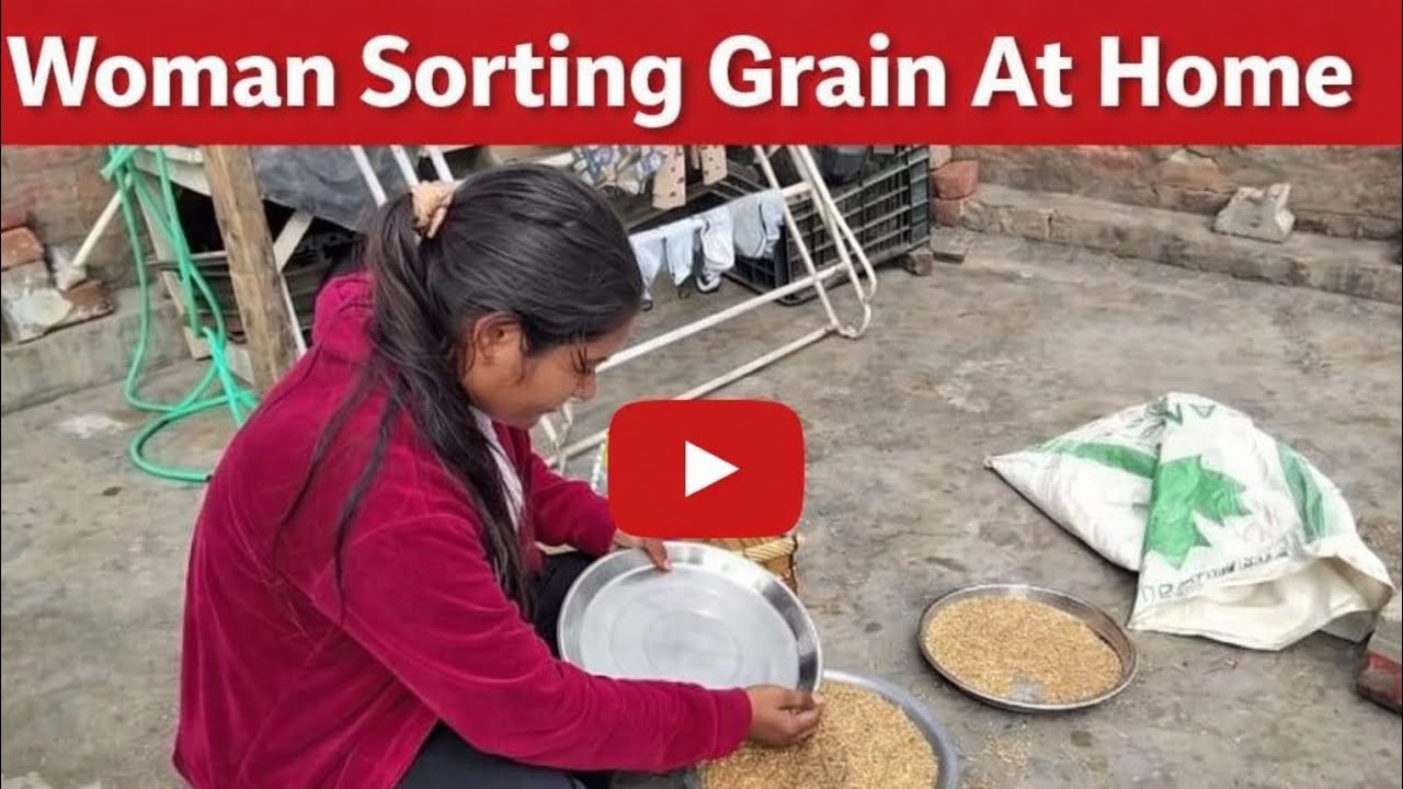 एक-एक बाली में छुपी है किसान की मेहनत।”#minivlog #farming #wheat_rate_today #viral #dashilife