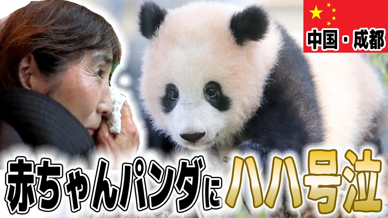【号泣】中国•成都で赤ちゃんパンダ見に行ったら、日本と違いすぎて驚きました…