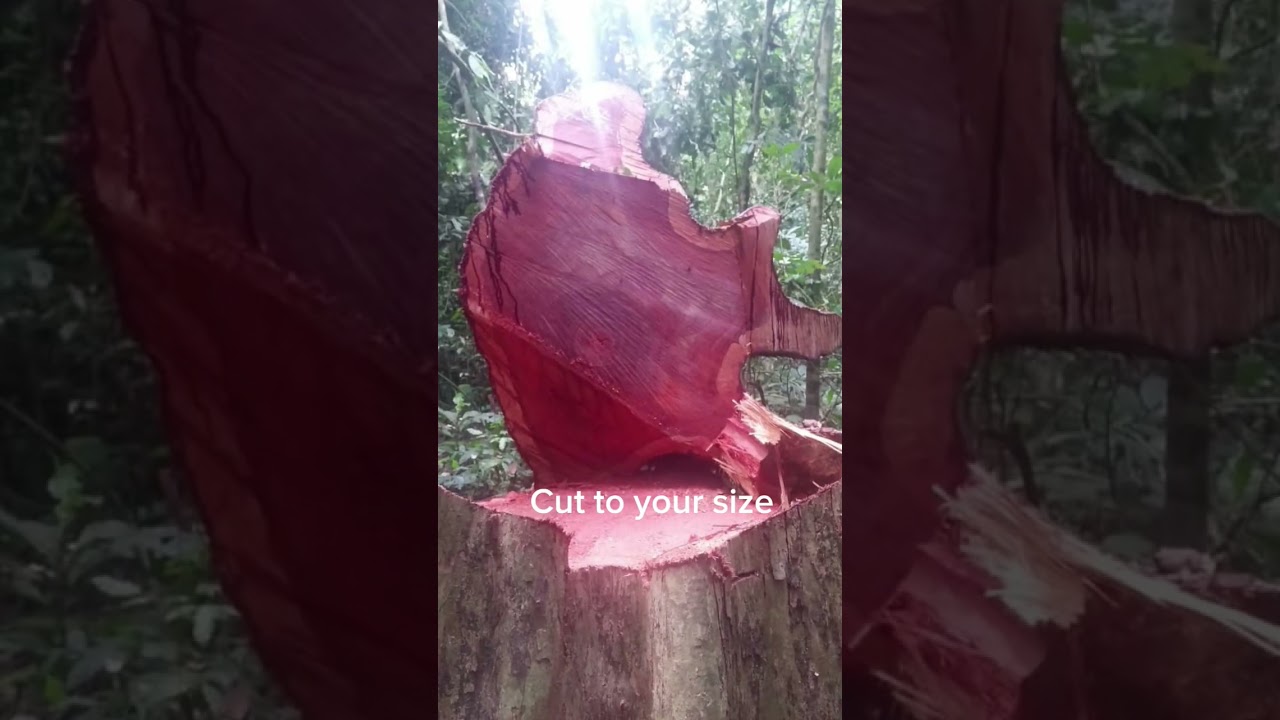 African mahogany