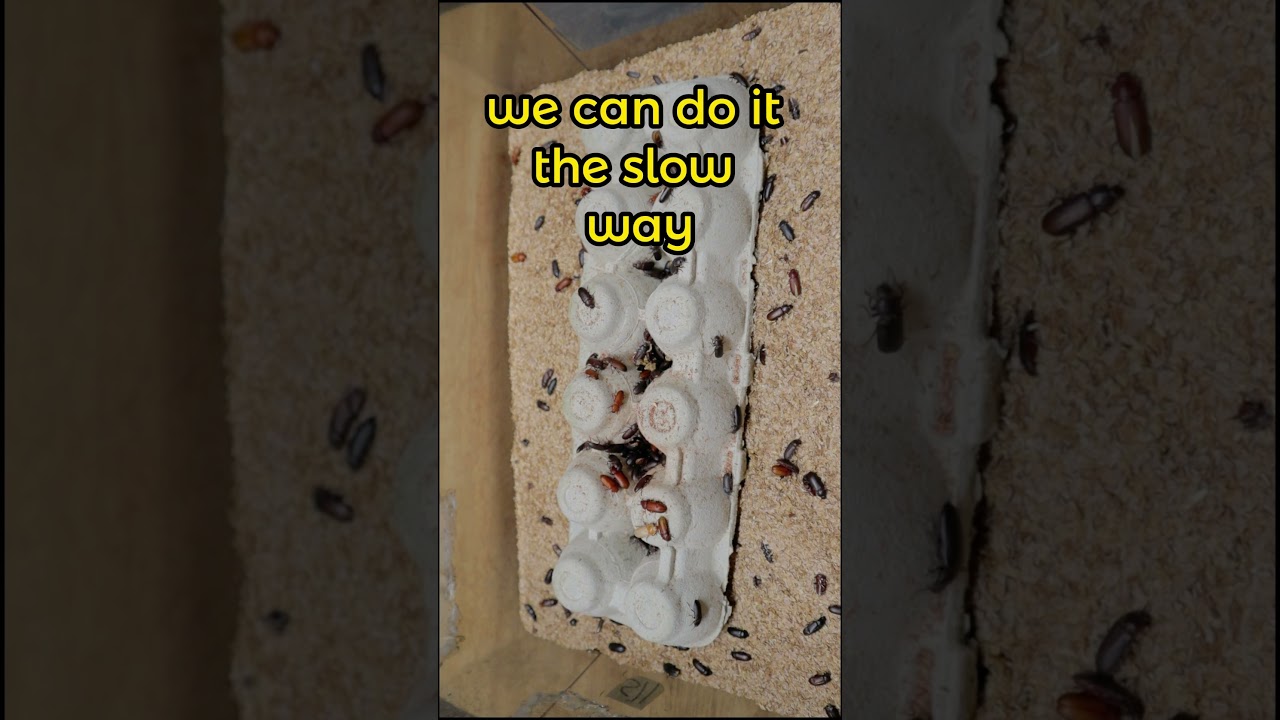 Cleaning Mealworm Beetles   🪲  🪲  🪲