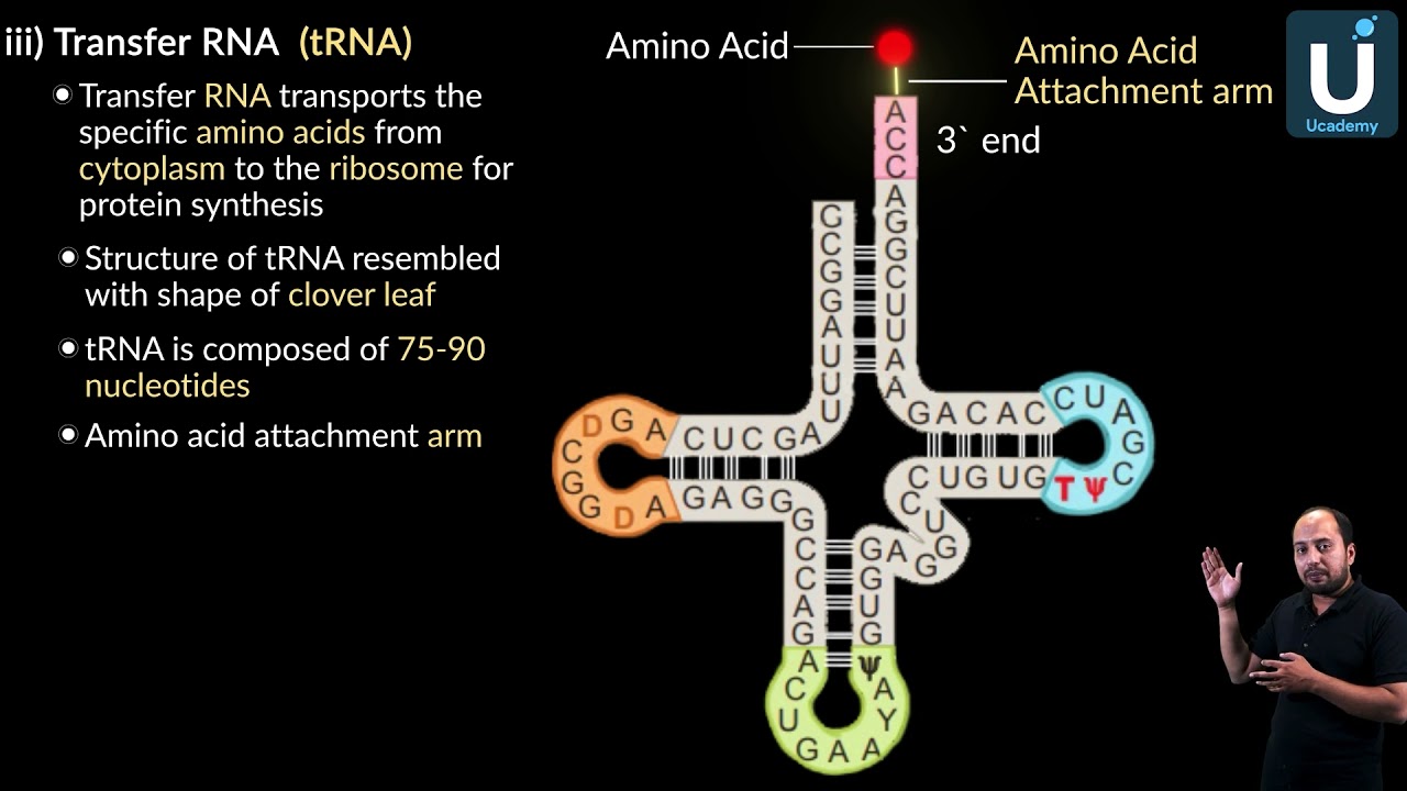 Structure of transfer RNA - Biology - Ucademy E Learning App