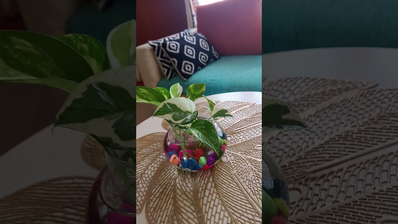 money plant ke gupt upay