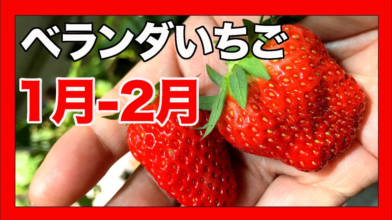 [ベランダいちご]1月と2月の作業をまとめてみました。葉の整理・防虫・防病・受粉。