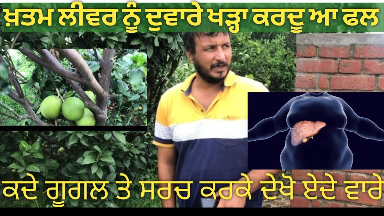 ਖ਼ਤਮ ਲੀਵਰ ਨੂੰ ਖੜ੍ਹਾ ਕਰਨ ਦੀ ਤਾਕਤ ਇਸ ਚ,ਆਮ ਨਰਸਰੀ ਤੇ ਮਿਲ ਜਾਂਦਾ ਇਹ ਬੂਟਾ ਪਰ ਕੋਈ ਖਰੀਦਦਾ ਨਹੀਂ
