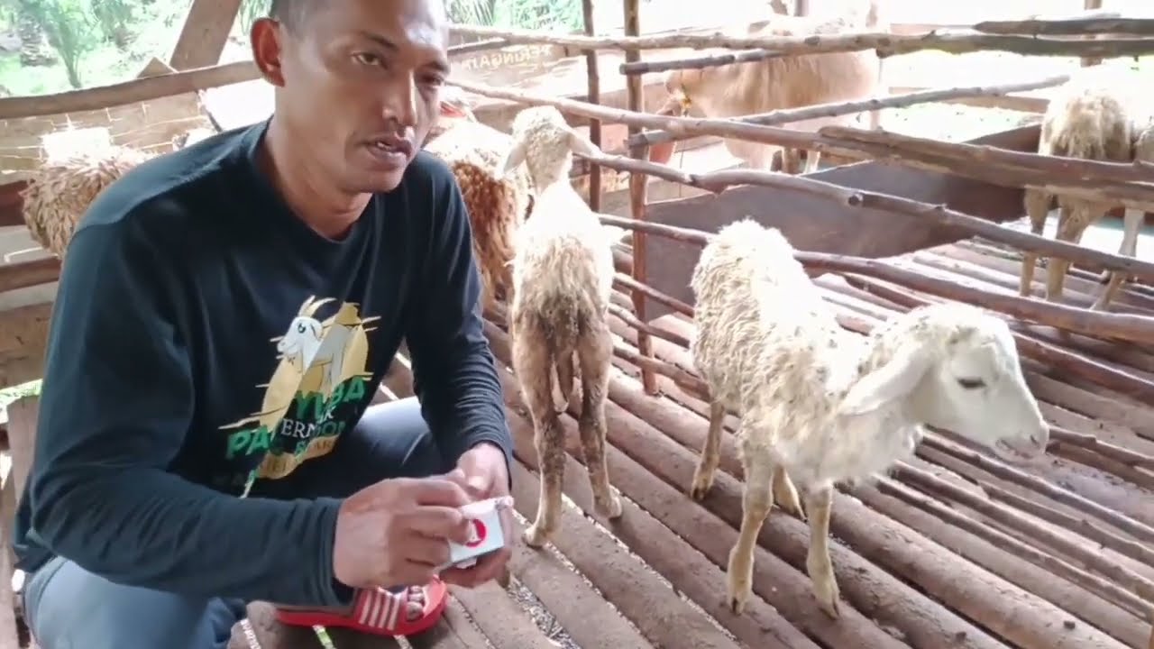 Banyak yang belum tau, domba mencret, ini solusinya. mencret akut.
