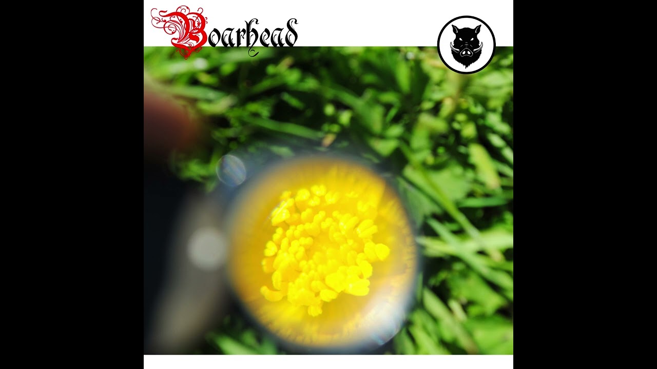 Boarhead - Cleansed