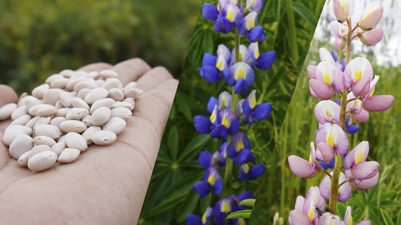 TARWI calcio proteínas plantas flores frutos