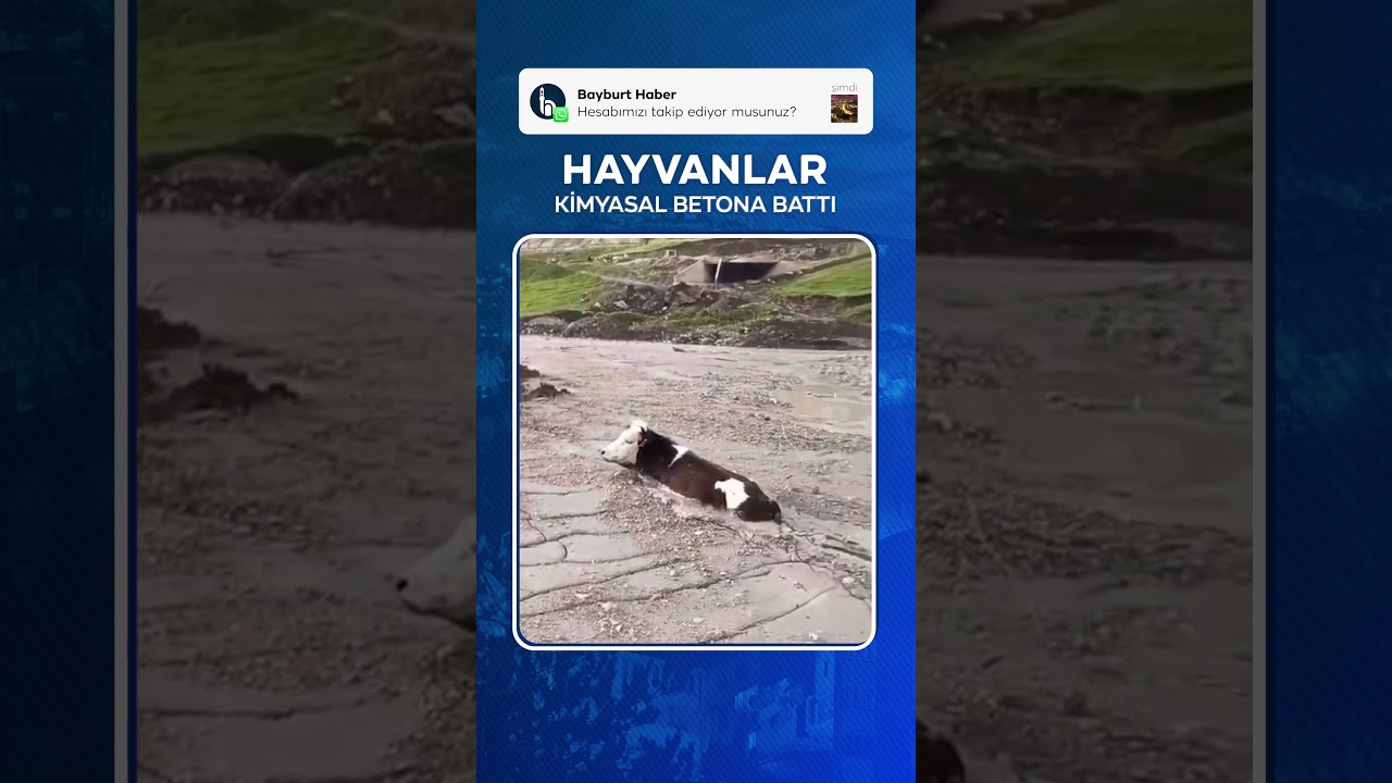 Kop Dağı T&uuml;neli&rsquo;nden D&ouml;k&uuml;len Kimyasal Betona Hayvan Battı! | #Bayburthaber