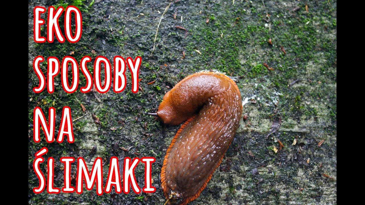 Eko sposoby na ślimaki w ogrodzie - przegląd i testy