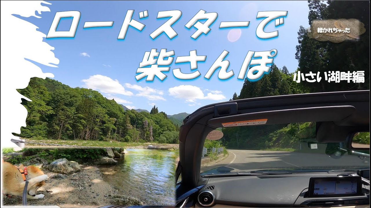 BGMなし【柴犬とNDロードスター】新緑ドライブと湖畔を柴さんぽ  熊には遭遇しませんでしたが・・・