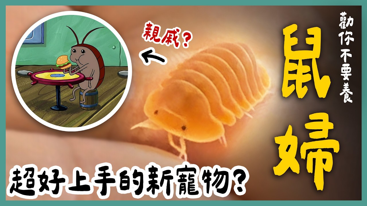 這麼迷你的寵物你養過嗎？二十幾種不同顏色的鼠婦帶你看！價格便宜好飼養、幾乎沒有缺點？！但牠的缺點很少人能接受...《勸你不要養》EP37 | 蝌蚪老師與三桃 feat. @AntsFormosa