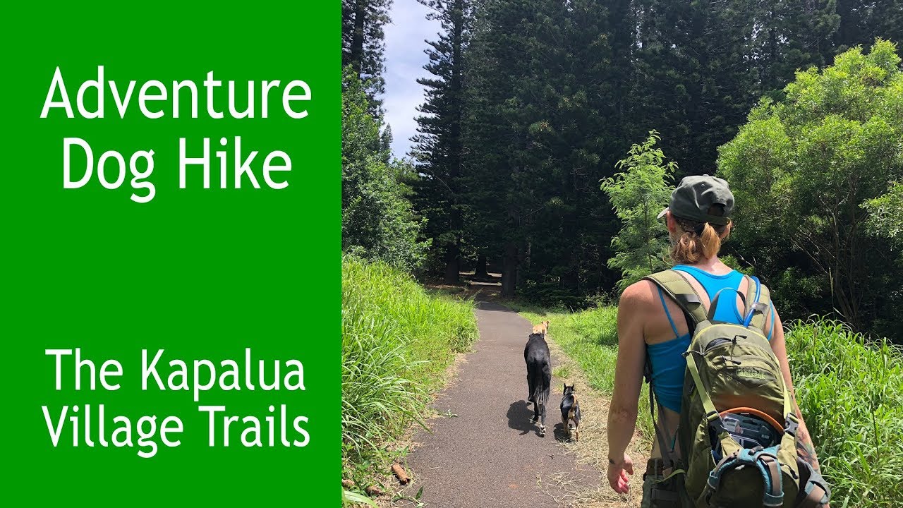 The Kapalua Village Trails:  Adventure Hike w/ Such Good Dogs.