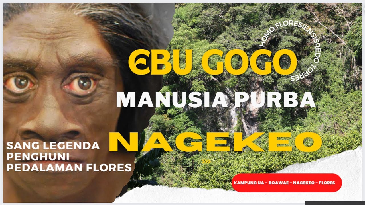 SIAPA ITU EBU GOGO? BAGAIMANA KEHIDUPAN MEREKA?  Makhluk Misterius Penghuni Pedalaman Flores