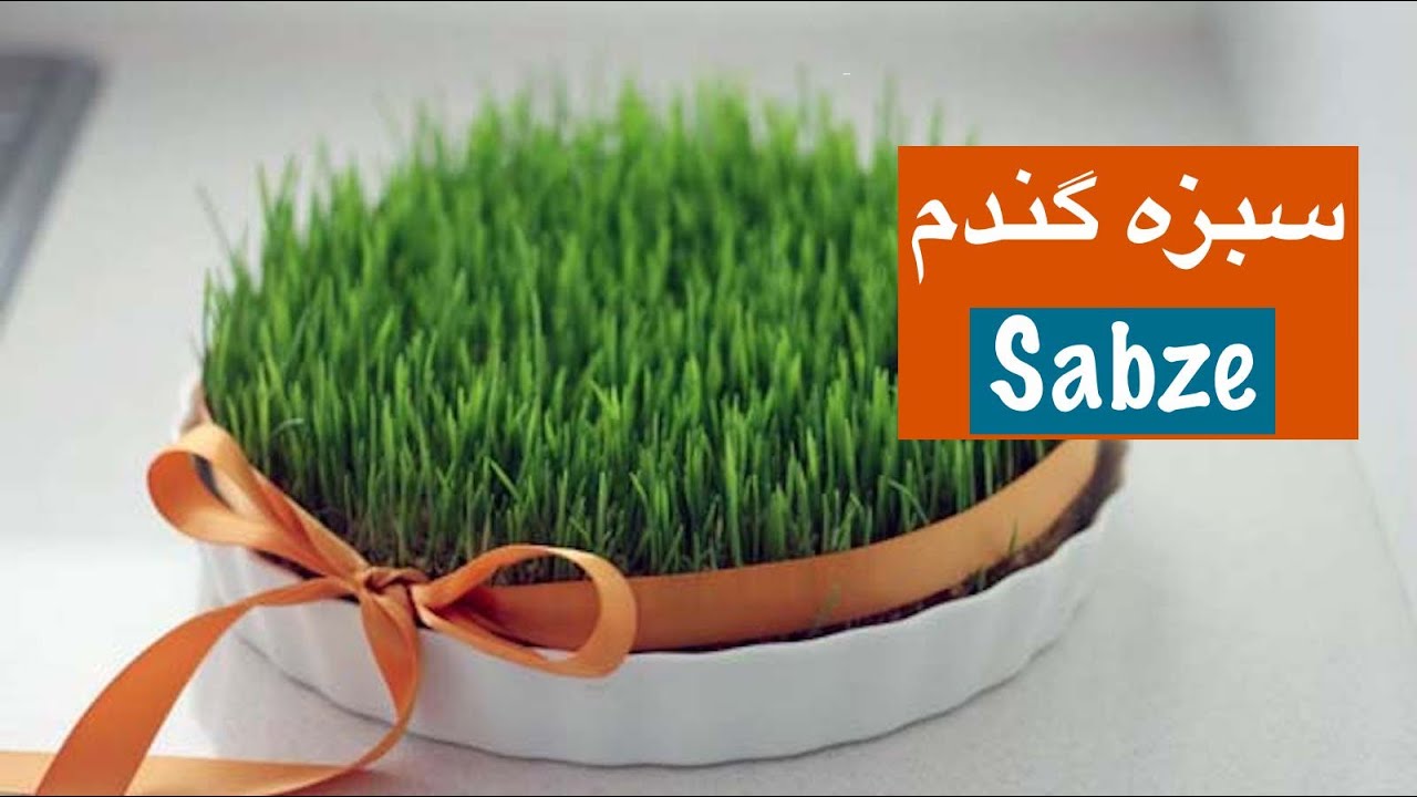 سبزه گندم ‌:سنتی ترین سبزه با سه روش مختلف‎