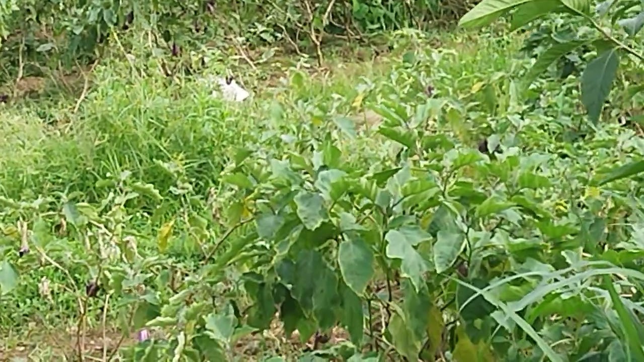 di jual kebun termurah seluas 1650mt².surat ajb lokasi situ udik cibungbulang bogor barat