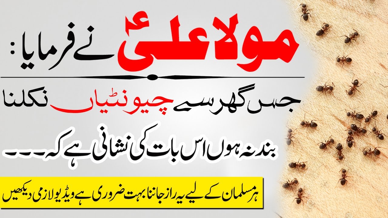 Jis Ghar sy Chuntian Niklna Bnd na Ho to Samjhein | Hazrat Ali Says If Ants Keep Coming Out Of House