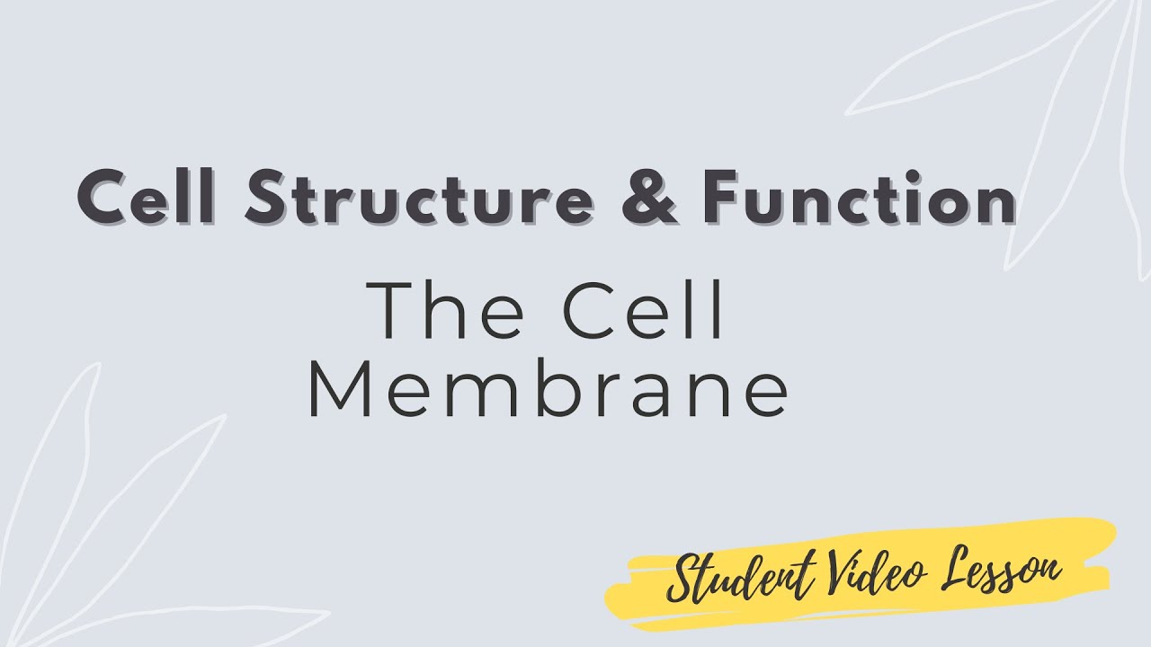 The Cell  Membrane
