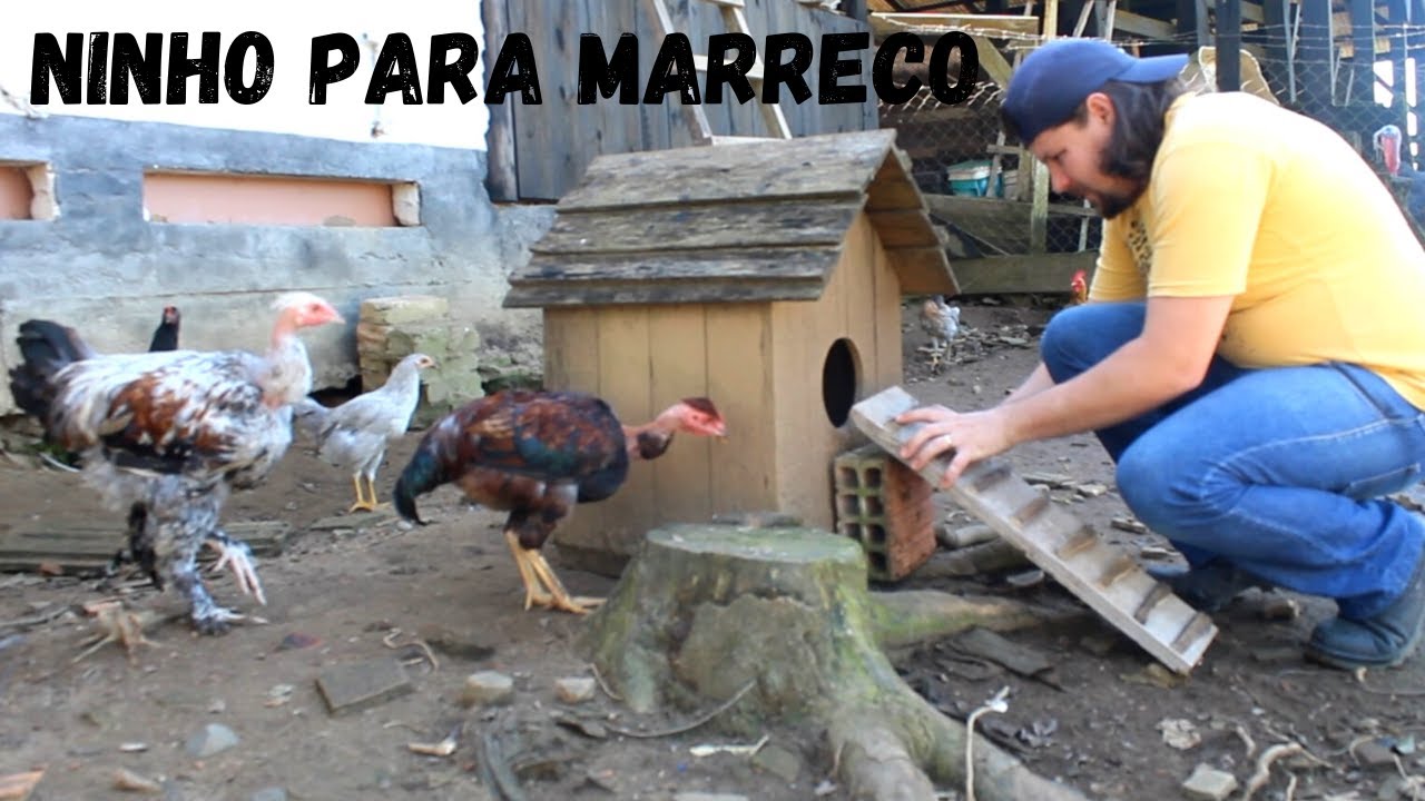Construindo ninhos para aquáticos + atualização dos marrecos cool | Coração Campeiro