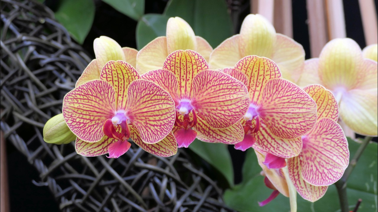 2026士林官邸鬱金香展-蘭花,園藝展,市集CKS Shilin Residence Tulip Festival,Orchid,Horticuture Exhibition,Food vendors