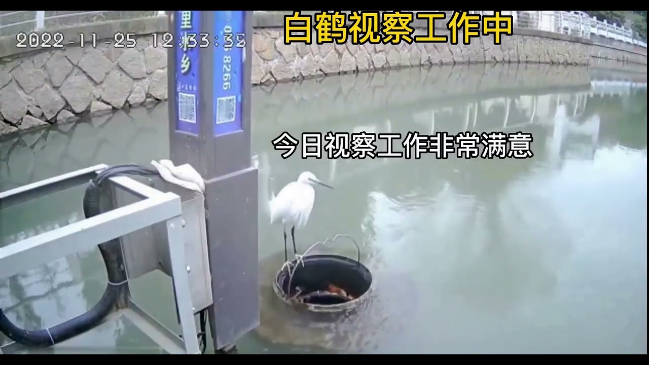 When a Swan rested on the Floating trash collector in China...