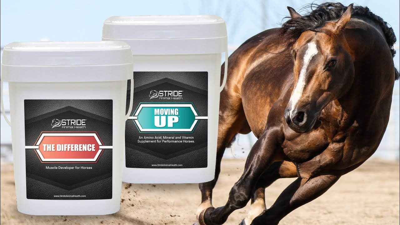 Equine Muscle Enhancement | The Difference & Moving Up