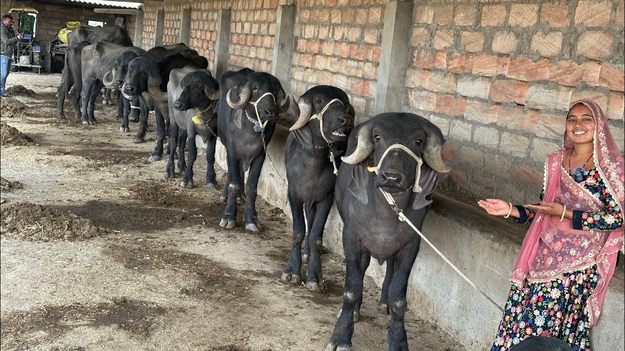 20 टॉप जाफराबादी गुजरात की सबसे जबरदस्त और मोटी कटड़ी #top #priyankadinudairyfarm #jafrabadibuffalo