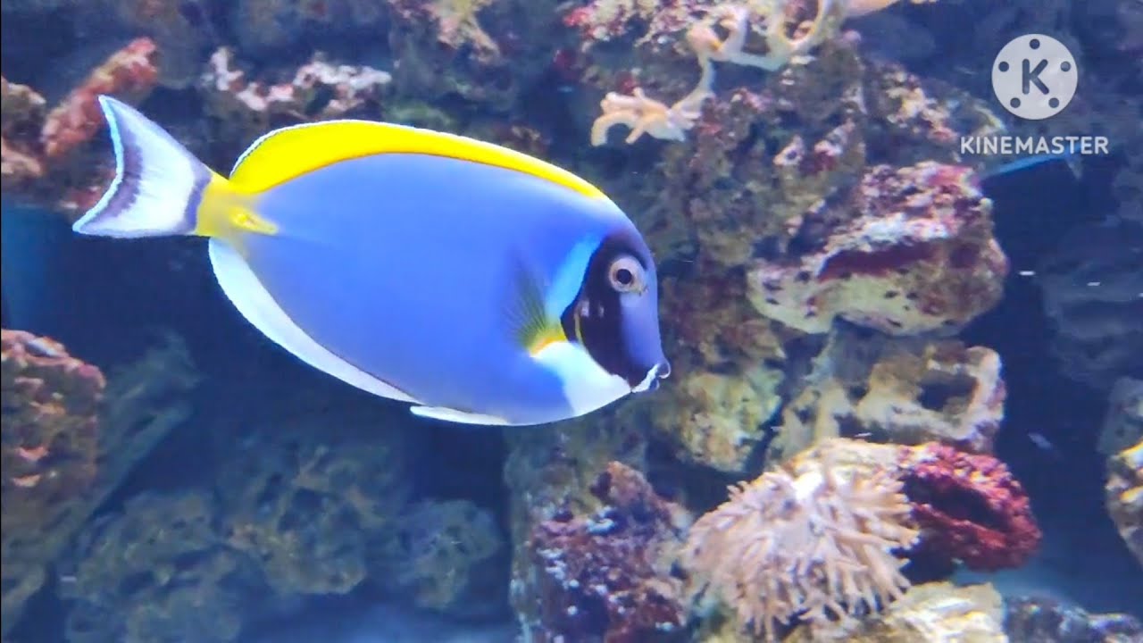 Watch This Powder Blue Tang Fish Glide Gracefully Through Coral Reefs!