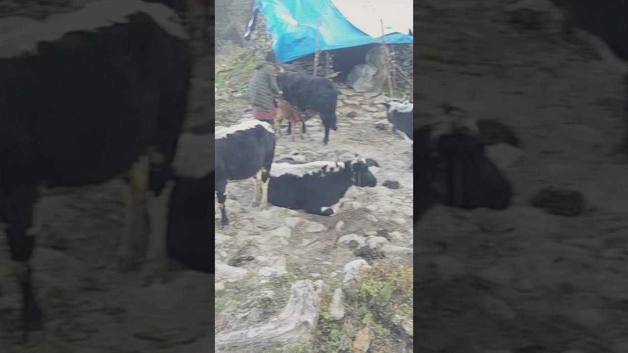 Chauri Gai.                                                #nature #travel #animals