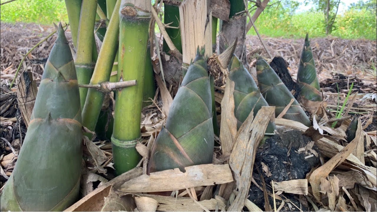 Bamboo shoots harvest|How to harvest sweet bamboo shoots|Daily life and nature