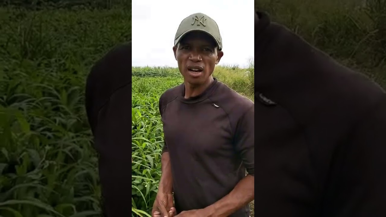 plantation de riz à la Réunion