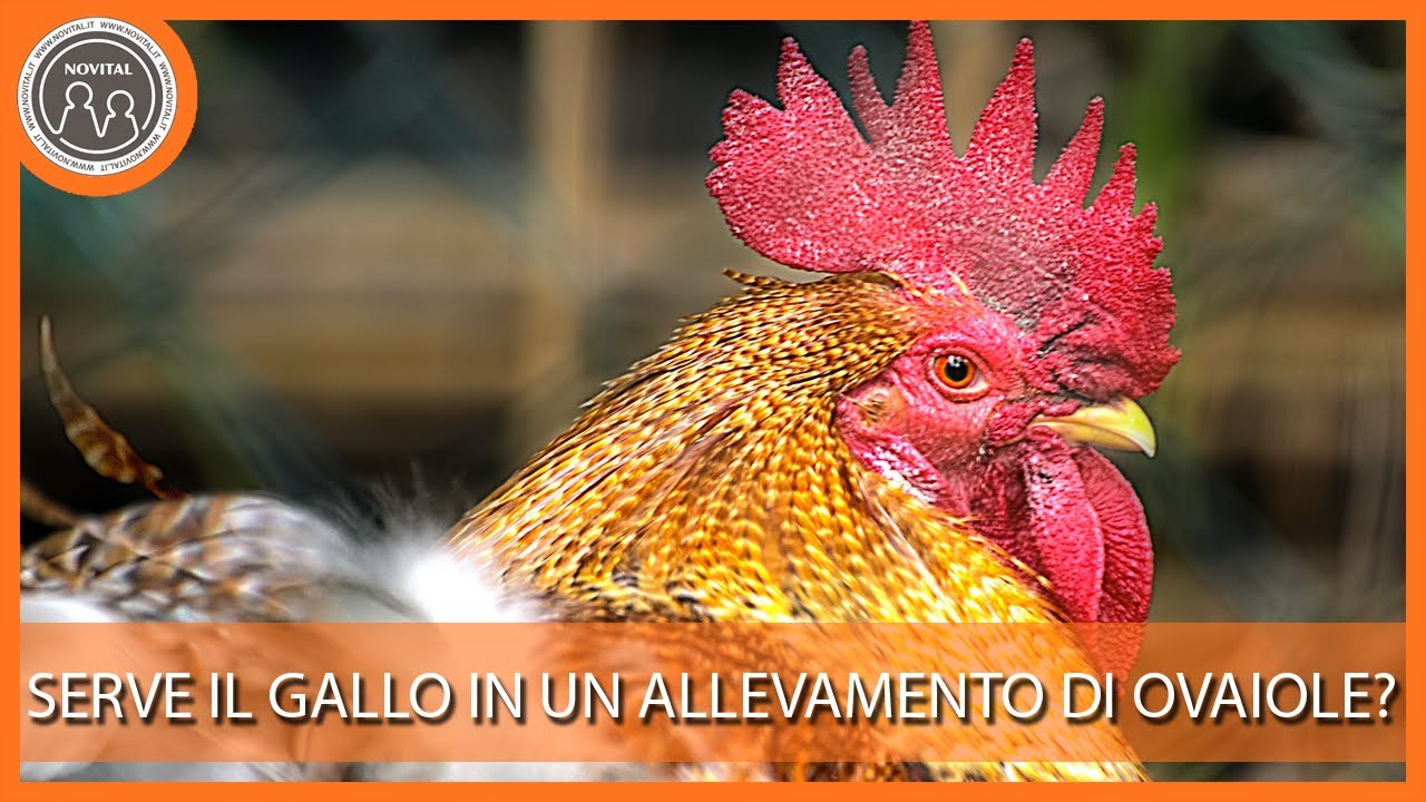 Serve il gallo in un allevamento di ovaiole? Pillole di Avicoltura
