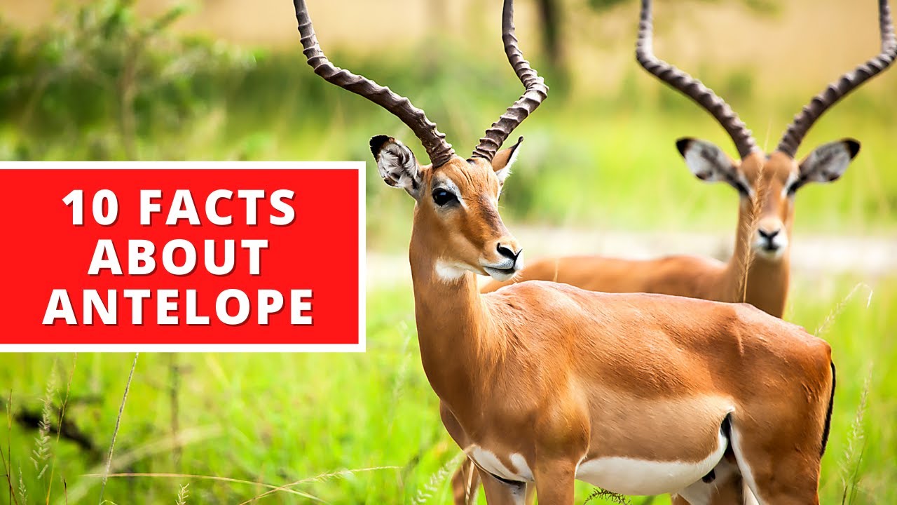 10 Interesting Facts About Antelope