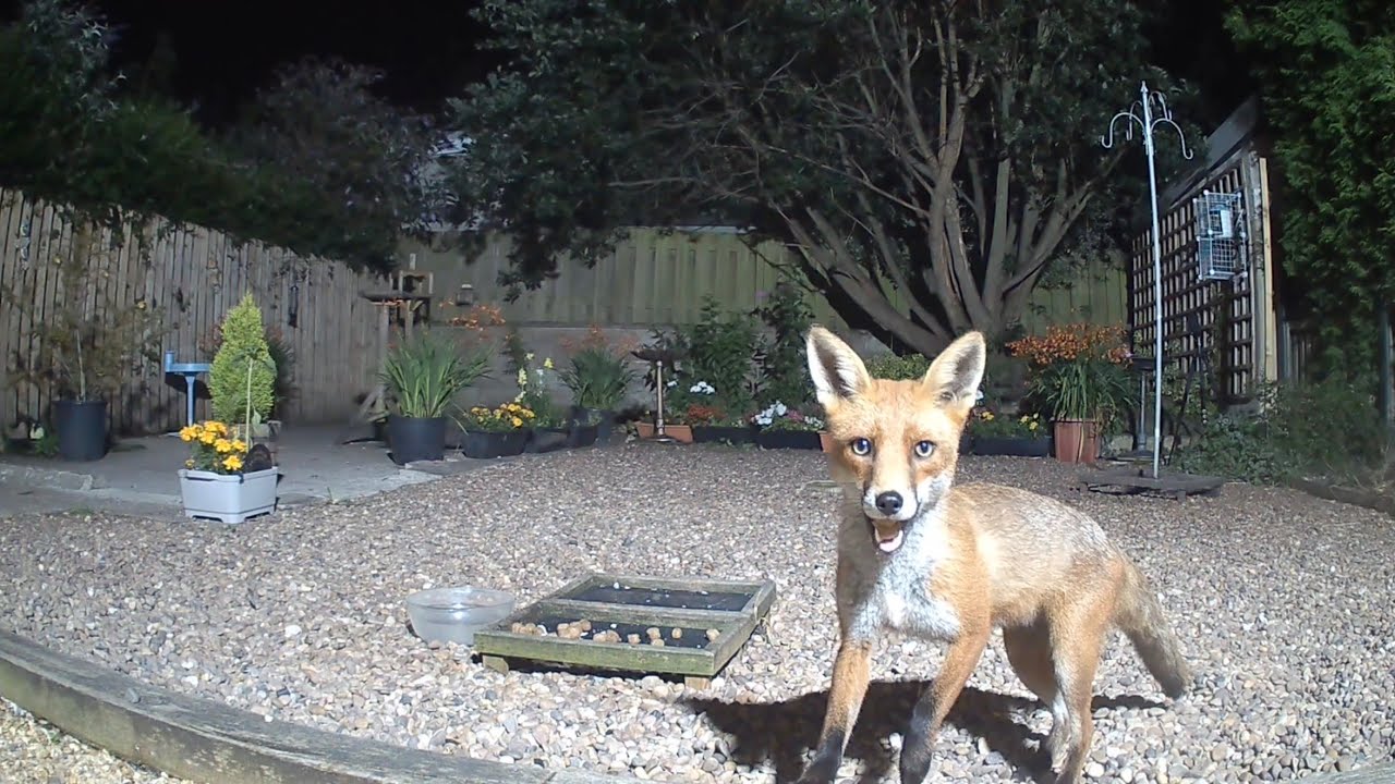 Aww, bless him! He hasn’t quite got the hang of collecting a snout full of food yet 🥰