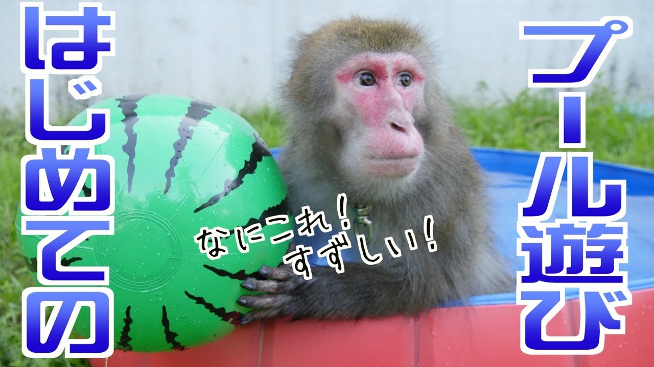 【猛暑】はじめてプールに入ったお猿さんの反応が最高にかわいいwwww
