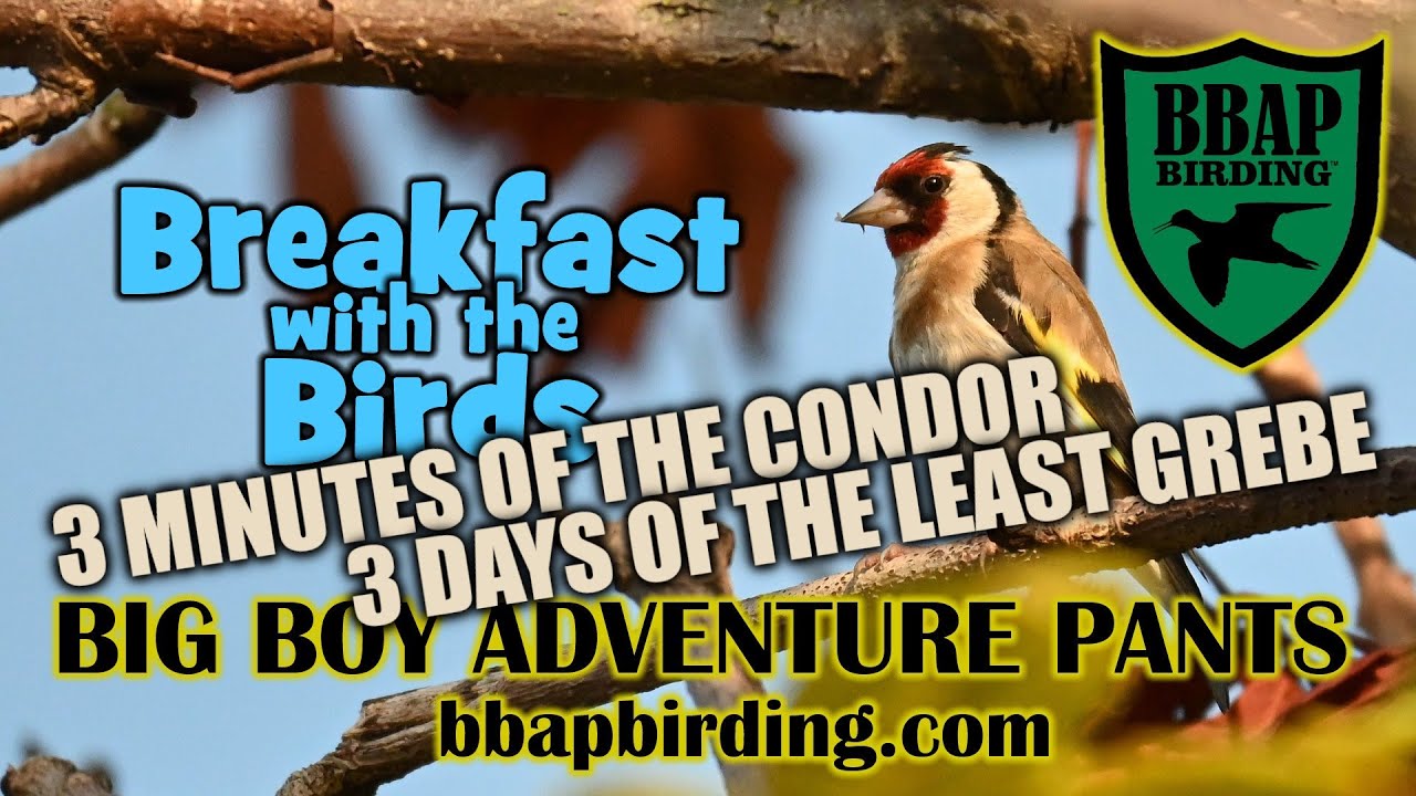 Ringy Goes Birding: Three Minutes of the Condor / Three Days of the Least Grebe (E5)